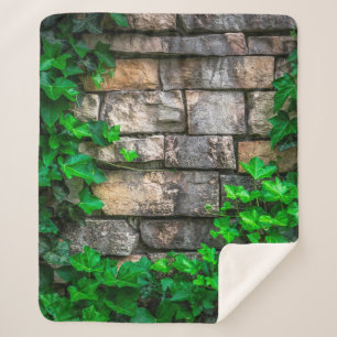 Ivy vine leaf plant broadleaf sherpadecke