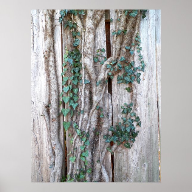Ivy & Vines on Woods Fence Poster (Vorne)
