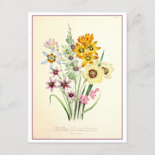 Ixia Botanische Illustration Vintage Postkarte