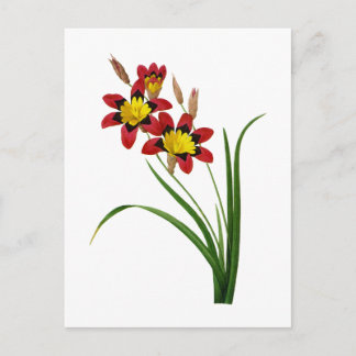 Ixia Tricolor von Pierre Joseph Redoute Postkarte