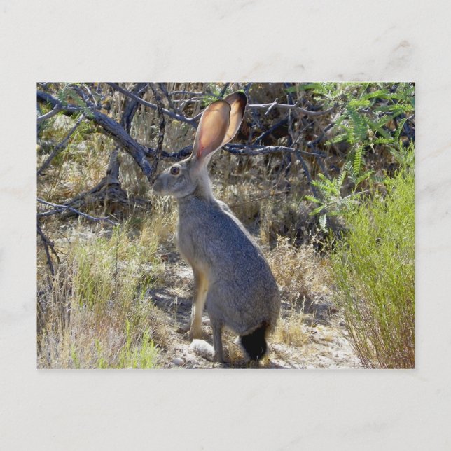 J A C K R A B I POSTKARTE (Vorderseite)