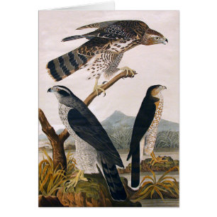 J.J. Audubon (Goshawk, Stanley Hawk) (1829)