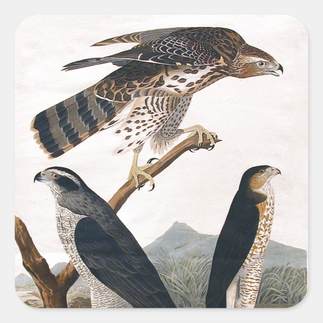 J.J. Audubon (Goshawk, Stanley Hawk) (1829) Quadratischer Aufkleber (Vorderseite)