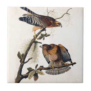 J.J. Audubon (roter geschulterter Falke) (1829) Fliese