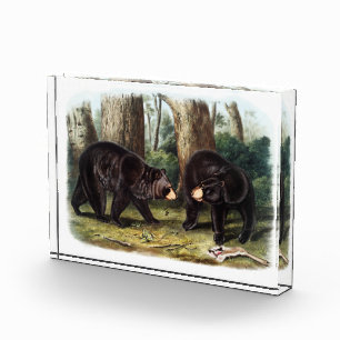 J.W. Audubon - Ursus Americanus Black Bar Fotoblock