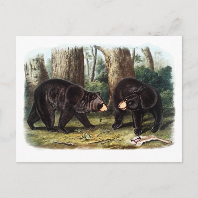 J.W. Audubon - Ursus Americanus Black Bar Postkarte (Vorderseite)