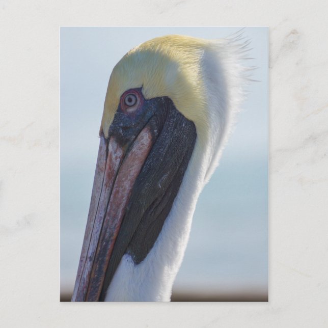 Ja, ich bin wunderschön postkarte (Vorderseite)