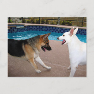 Ja Ihre Majestät ~ Postkarte