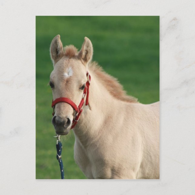 Jac Postkarte (Vorderseite)