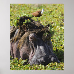 Jacana standing on hippo's (Hippopotamus Poster