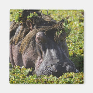 Jacana stehend auf Flusspferd (Hippopotamus Magnet