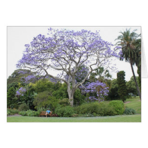 Jacaranda-Baum