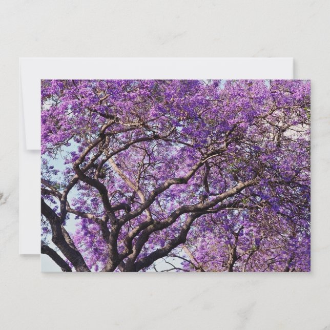 Jacaranda Baum im Frühjahr Blüte Blume (Vorderseite)