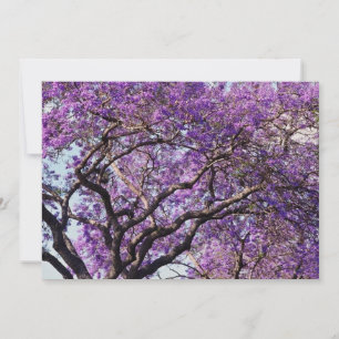 Jacaranda Baum im Frühjahr Blüte Blume