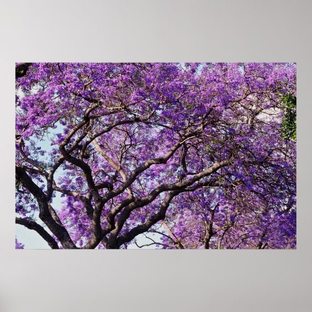 Jacaranda Baum im Frühjahr Blüte Blume Poster (Vorne)