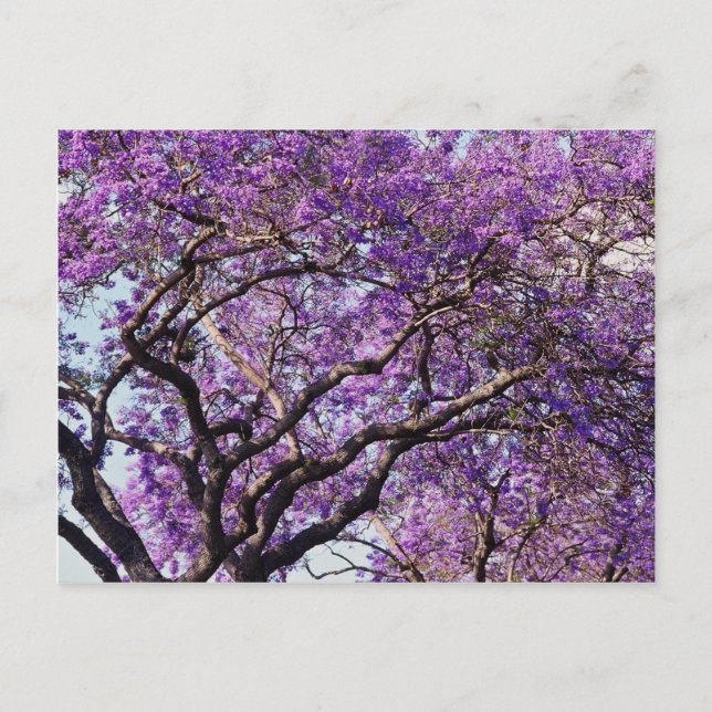 Jacaranda Baum im Frühjahr Blüte Blume Postkarte (Vorderseite)