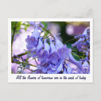 Jacaranda Blossoms Postkarte