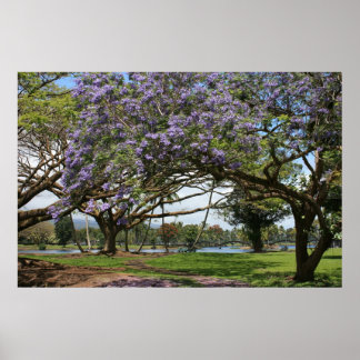 Jacaranda in Bloom Poster