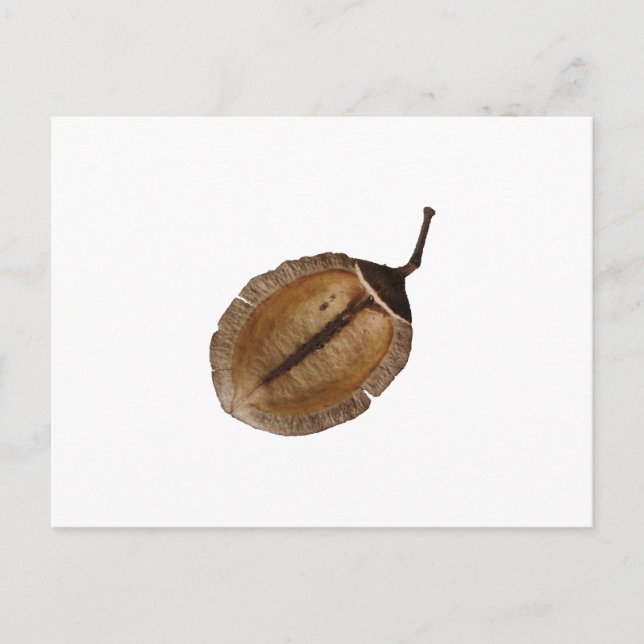 Jacaranda Pod Postkarte (Vorderseite)