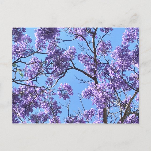 Jacaranda Postkarte (Vorderseite)
