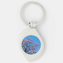 Jacaranda