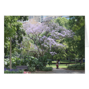 Jacaranda Tree