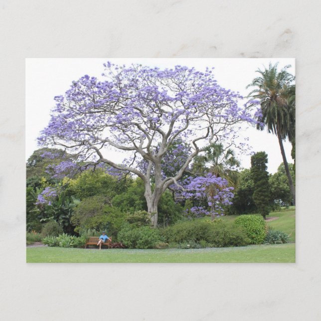 Jacaranda Tree Postkarte (Vorderseite)