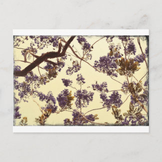 Jacaranda Vintage Postkarte