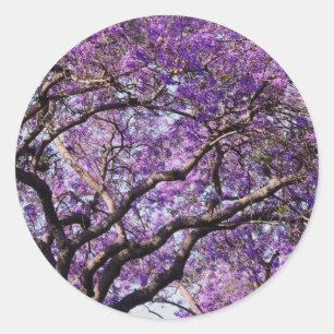Jacarandabaum in den Frühlingsblüten-Blumen Runder Aufkleber