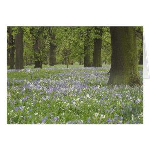 Jacinthes et chênes au printemps, Little Hagley