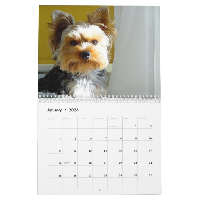 "Jack" das Yorkie - Kalender 2014 (Jan 2026)