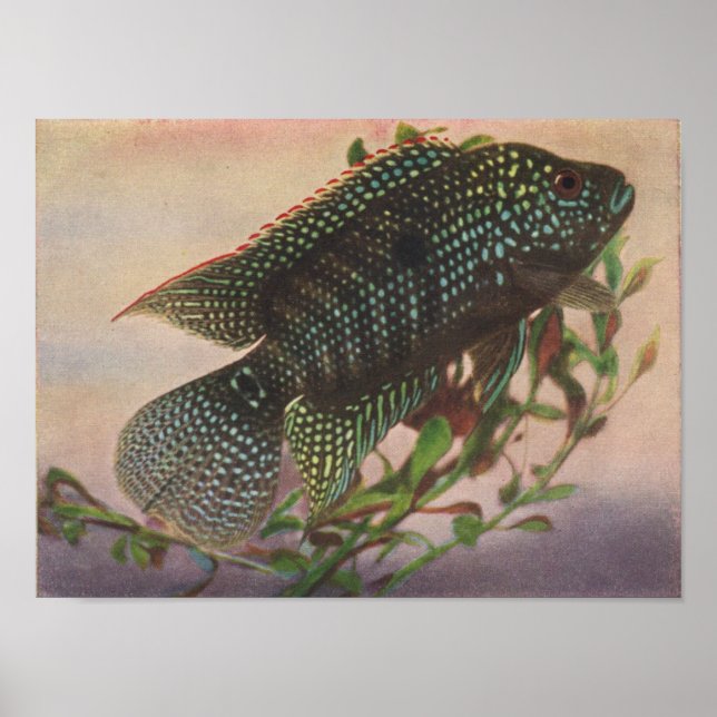 Jack Dempsey - Archocentrus octofasciatus P/folio Poster (Vorne)