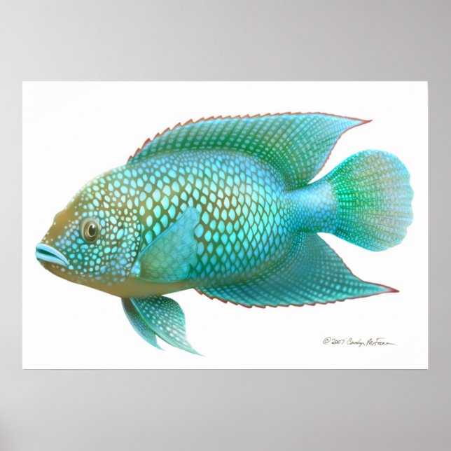 Jack Dempsey Cichlid Fisch drucken Poster (Vorne)