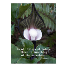 Jack-in-the-Pulpit Pflanze Aristoteles Nature Zita