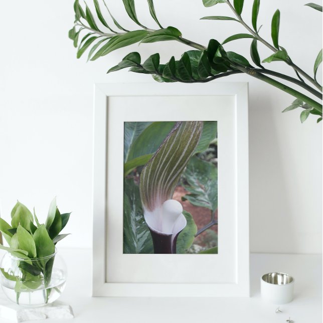 Jack-in-the-Pulpit-Pflanze Fotodruck (In Situ (Framed))