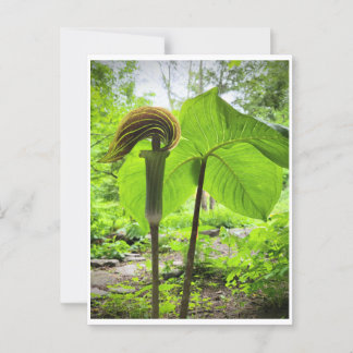 Jack-in-the-Pulpit-Postkarte Postkarte