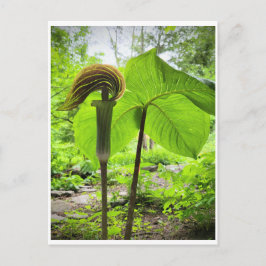 Jack-in-the-Pulpit-Postkarte Postkarte