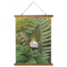 Jack-in-the-Pulpit- und Woodland-Pflanze Botanisch