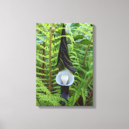 Jack-in-the-Pulpit Woodland Pflanze Leinwanddruck