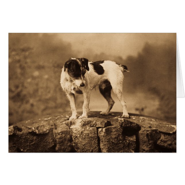 Jack le Jack vintage Russell Terrier (Devant horizontal)