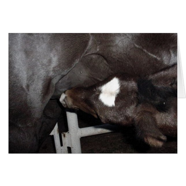 Jack Nusing (Vorderseite (Horizontal))