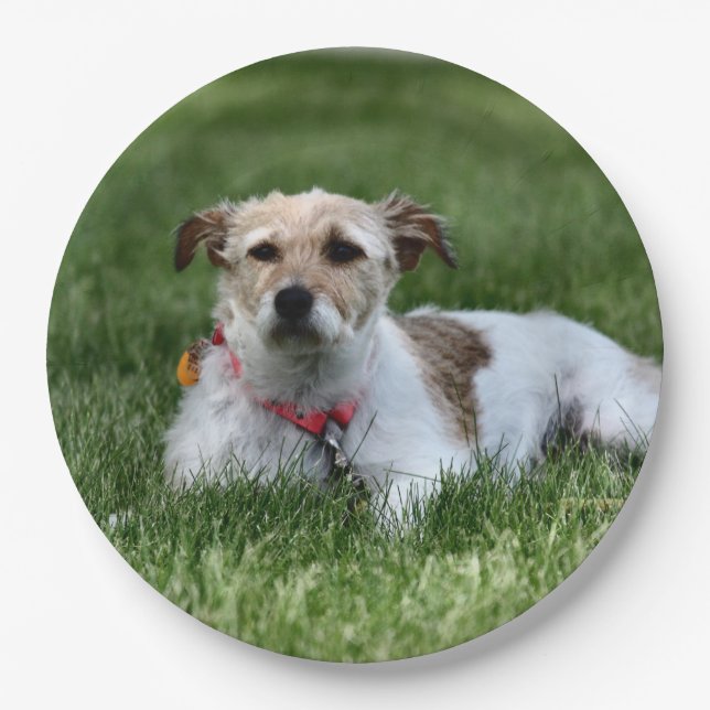 Jack Pappteller (Vorderseite)