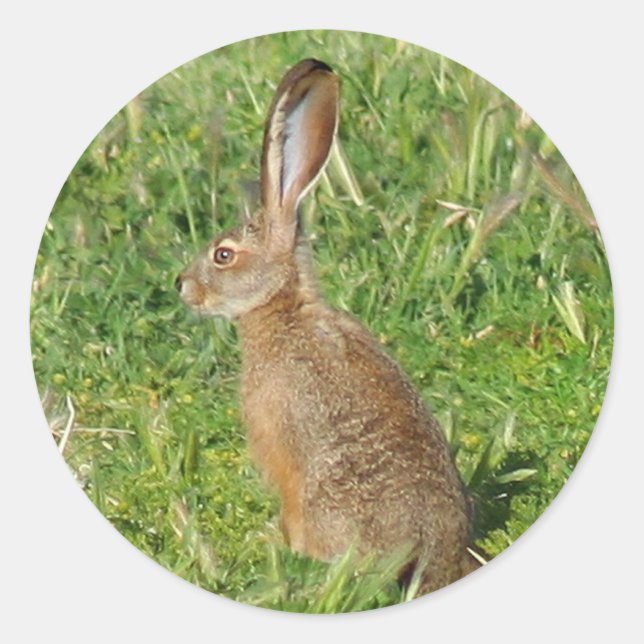 Jack Rabbit Aufkleber (Vorderseite)