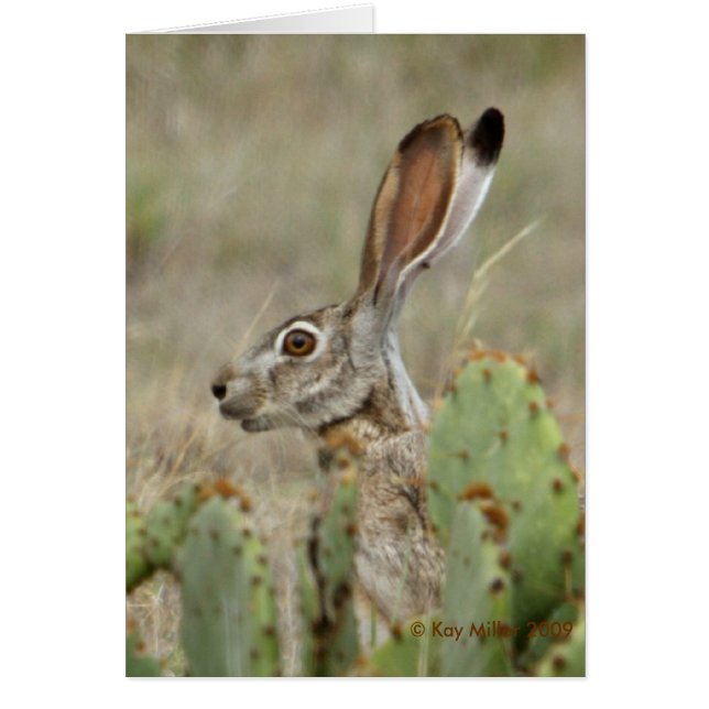 Jack Rabbit - Kaktus - 2 - 2009 (Vorne)