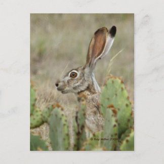 Jack Rabbit - Kaktus - 2 - 2009 Postkarte