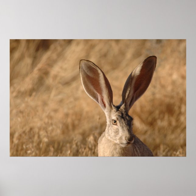 Jack rabbit with large ears photo poster print (Vorne)
