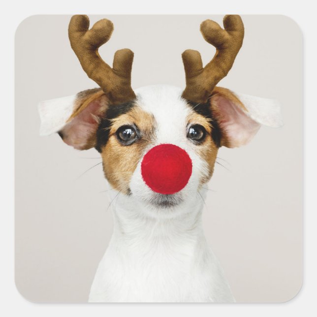 JACK RUSSEL TERRIER ALS RINDEERKLEBER QUADRATISCHER AUFKLEBER (Vorderseite)