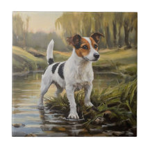 Jack Russel Terrier