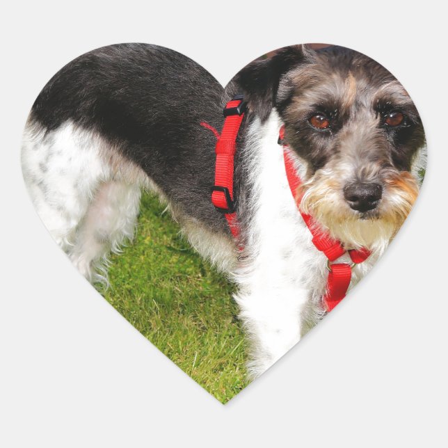 Jack Russel Terrier Herz-Aufkleber (Vorderseite)