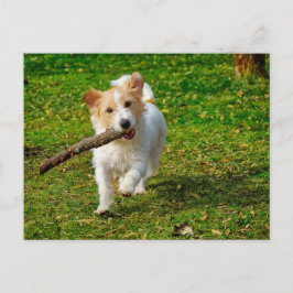 Jack Russel Terrier Hund mit Stock Foto Postkarte